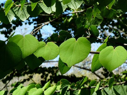{Cercidiphyllum japonicum}
